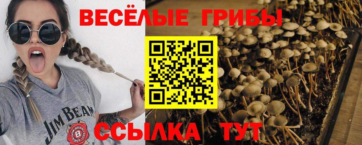 Псилоцибиновые грибы Psilocybe  где найти   Псилоцибиновые грибы GOLDEN TEACHER  Магадан 
